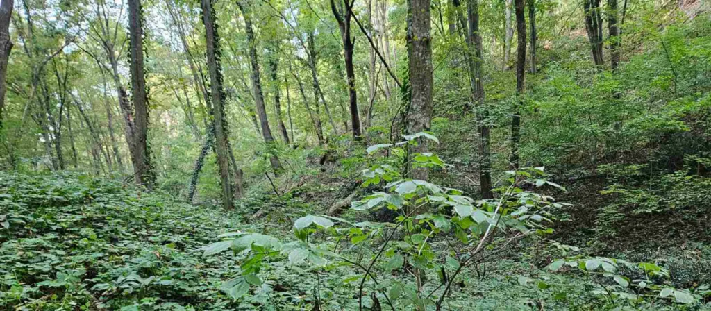 šuma na Fruškoj gori